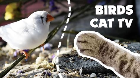 Videos for Cats and Dogs : 8 Hours of Birds and Squirrel Fun . Watch on. 0:00 / 8:55:40. Nine hours’ worth of birds and squirrels means that you can now both binge-watch your favourite shows. This is definitely a must-watch bird video for your cat, especially if you plan to leave them home alone.